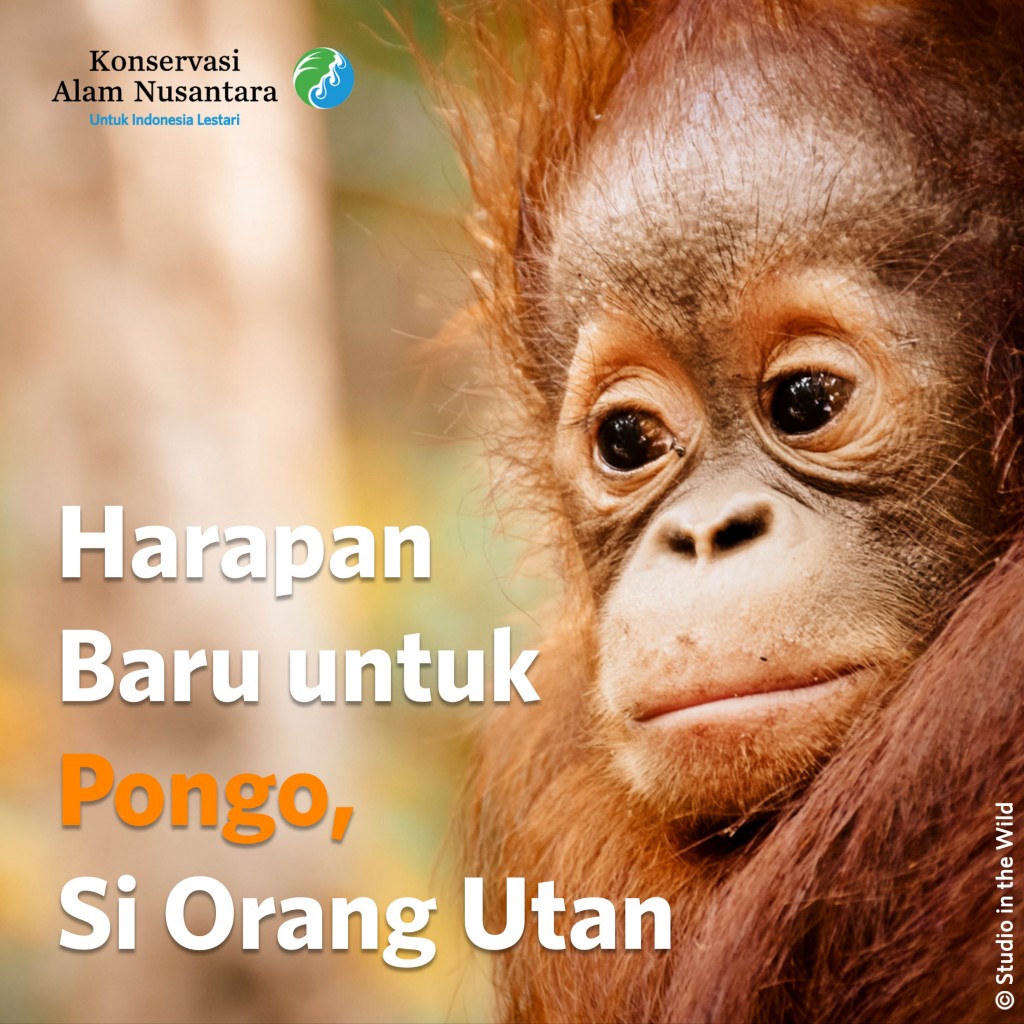 Ayo Bantu Beri Harapan Baru untuk Pongo, Si Orang Utan