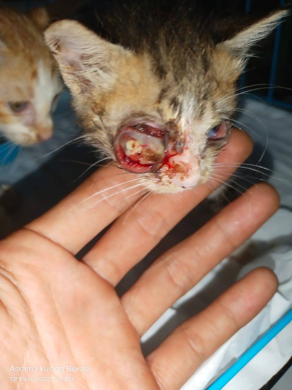 Bantu Bangun Shelter Kucing Terlantar