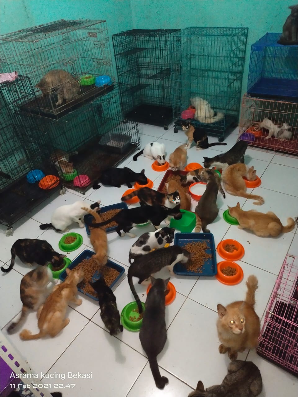 Bantu Bangun Shelter Kucing Terlantar