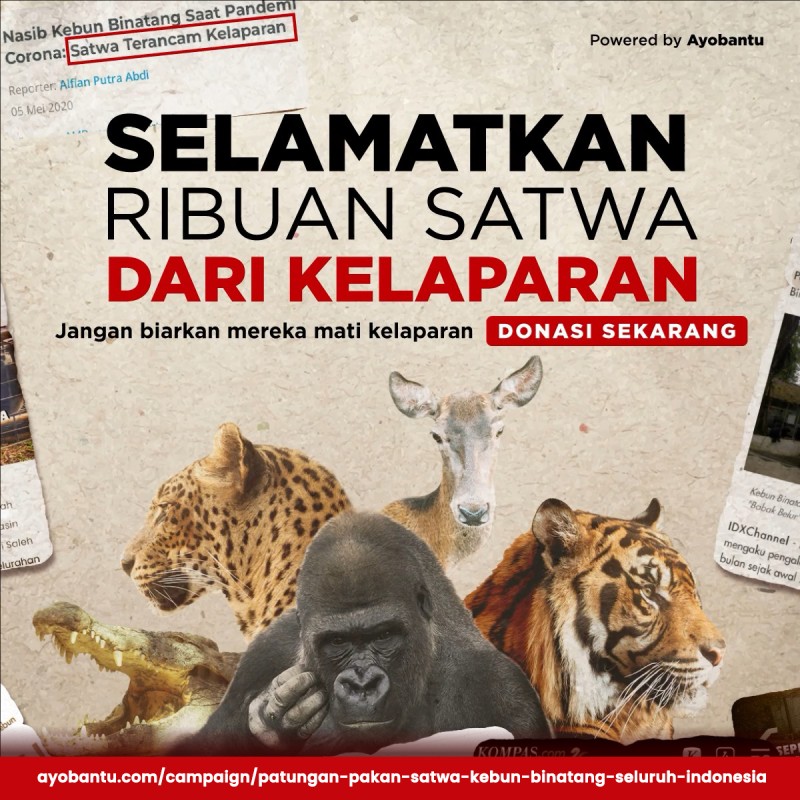 Patungan Pakan Satwa Kebun Binatang Seluruh Indonesia