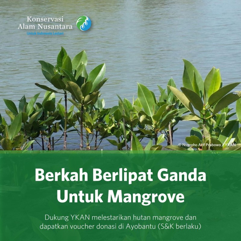 Berkah Berlipat Ganda untuk Mangrove