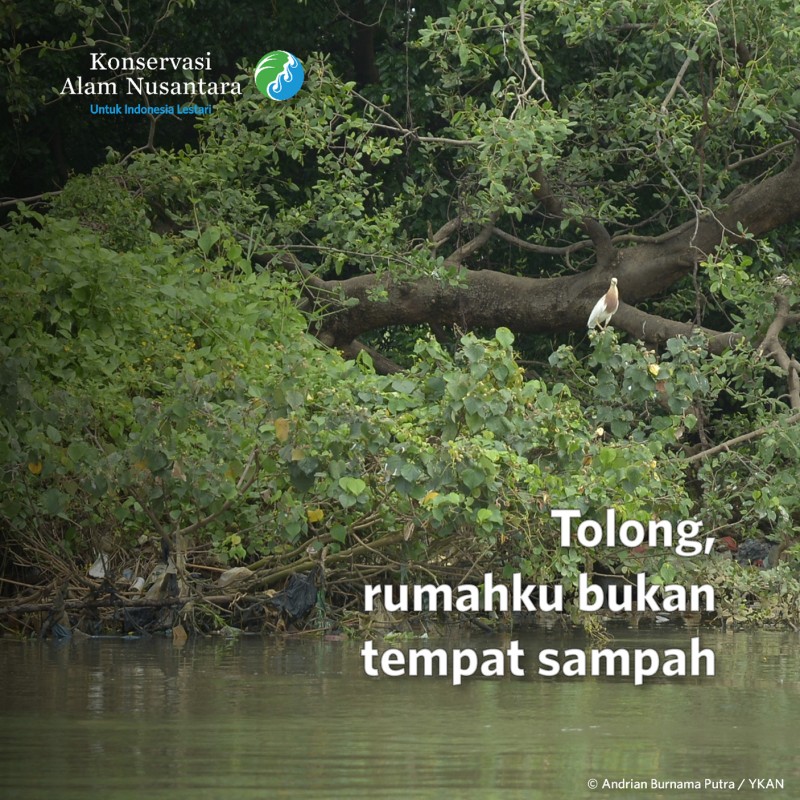 Jaga Hutan Mangrove Bersih dari Sampah